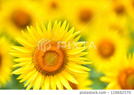Sunflower in full bloom, summer image Sunflower in full bloom, summer image 128682570
