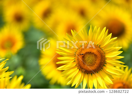 Sunflower in full bloom, summer image Sunflower in full bloom, summer image 128682722