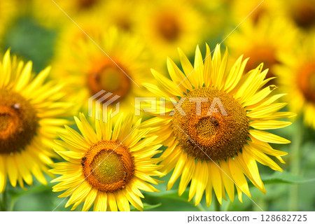 Sunflower in full bloom, summer image 128682725