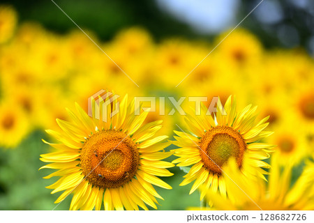盛開的向日葵，夏天的形象 128682726