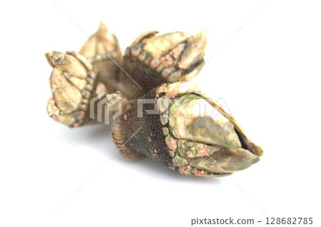 頭狀花序mitella 頭狀花序mitella 128682785