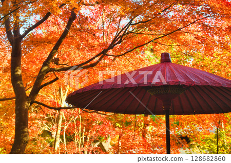 Beautiful autumn leaves at Ichijo Ekan Sanso in Kamakura (Kamakura, Kanagawa Prefecture) Beautiful autumn leaves at Ichijo Ekan Sanso in Kamakura (Kamakura, Kanagawa Prefecture) 128682860