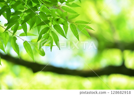 新綠色的季節 128682918