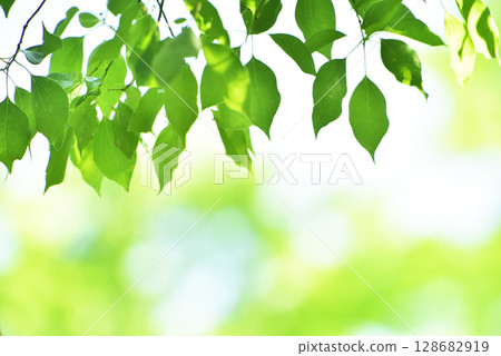 新綠色的季節 128682919