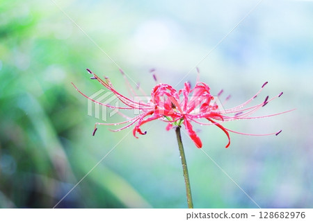 開花在秋天領域的簇孤挺花 128682976