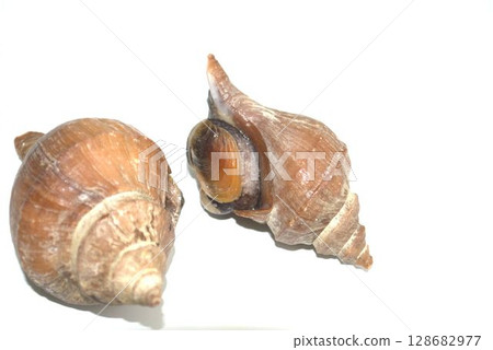 Fresh mussel 128682977