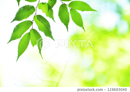 The season of fresh greenery The season of fresh greenery 128683040