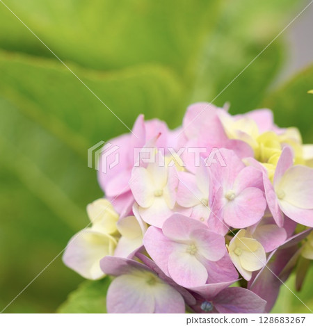 綠色背景上淡粉紅色可愛繡球花 綠色背景上淡粉紅色可愛繡球花 128683267
