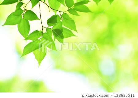 The season of fresh greenery The season of fresh greenery 128683511