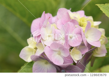 綠色背景上淡粉紅色可愛繡球花 128683670