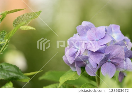 Soft, light purple hydrangeas blooming on a sunny day during the rainy season Soft, light purple hydrangeas blooming on a sunny day during the rainy season 128683672