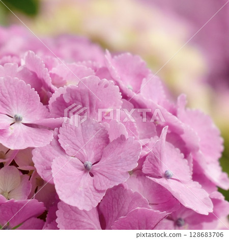 Beautiful soft pink hydrangea flowers 128683706