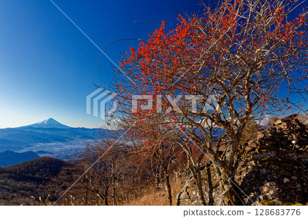 Mayumi fruit at Sendaira, Mount Kentoku and the view of Mount Fuji 128683776