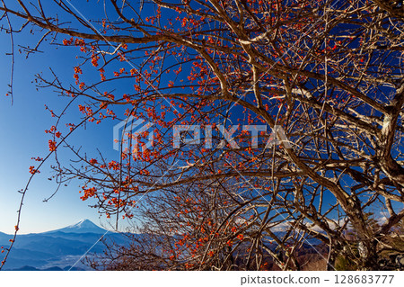 Mayumi fruit at Sendaira, Mount Kentoku and the view of Mount Fuji 128683777