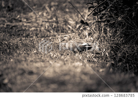 春季斑嘴鴨 - 棕褐色版 春季斑嘴鴨 - 棕褐色版 128683785