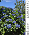 Blue hydrangea 128683789