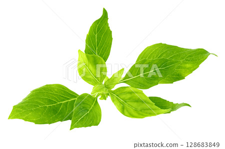 leaf  fresh basil isolate, Green leaves pattern 128683849