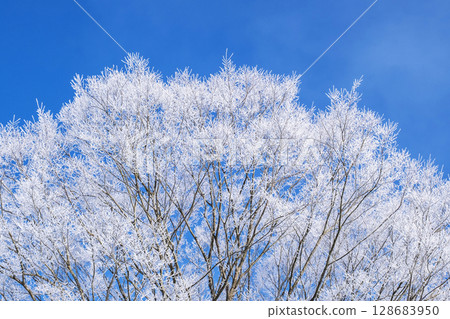 Frost (Hiruzen Plateau) 128683950