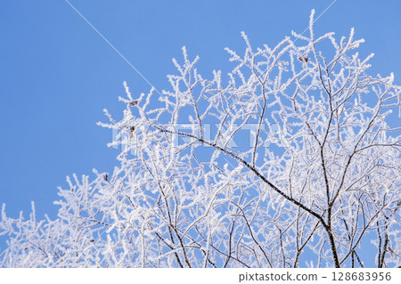 Frost (Hiruzen Plateau) 128683956
