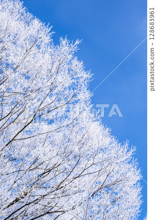 Frost (Hiruzen Plateau) 128683961