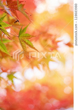 Bright autumn leaves 128683980
