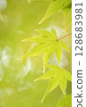 Blue maple 128683981
