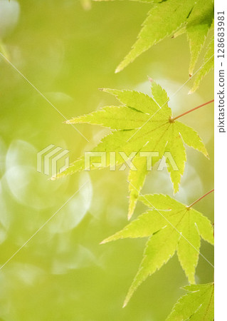 Blue maple Blue maple 128683981