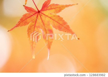 Bright red autumn leaves 128683982