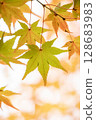 Momiji who changed leaves 128683983