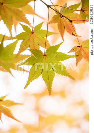 Momiji who changed leaves Momiji who changed leaves 128683983