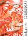 Red maple 128683984