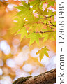 Maple leaves which turned red leaves 128683985
