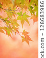 Momiji who changed leaves 128683986