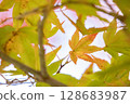 Momiji who changed leaves 128683987