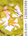 Maples with yellow leaves 128683988