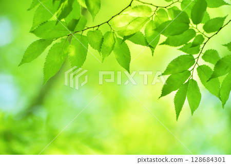 The season of fresh greenery 128684301