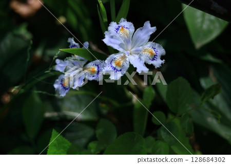 Seedless flowers 128684302