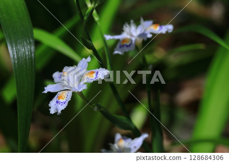 Seedless flowers 128684306