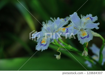 Seedless flowers 128684307