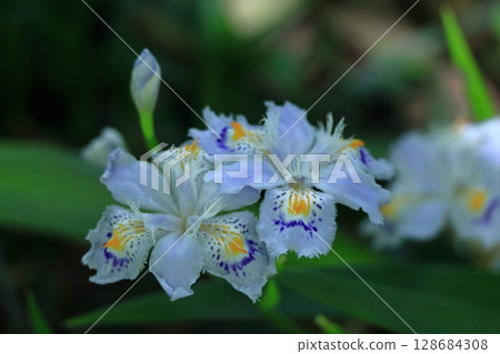 Seedless flowers Seedless flowers 128684308