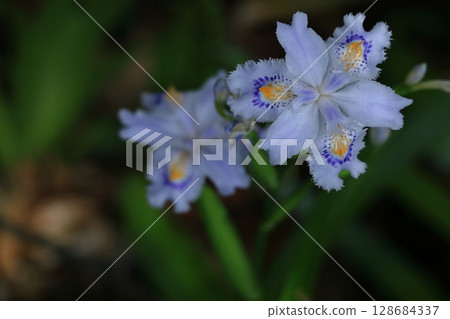 Seedless flowers Seedless flowers 128684337