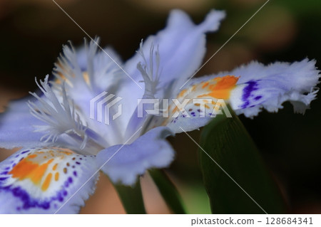 Seedless flowers 128684341