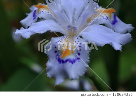 Seedless flowers 128684355