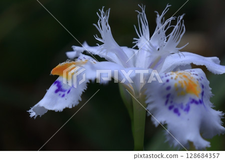 無核花 無核花 128684357