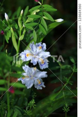 Seedless flowers 128684360