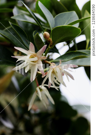 四季見花 128684590