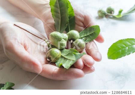 茶果，茶樹的種子 128684611