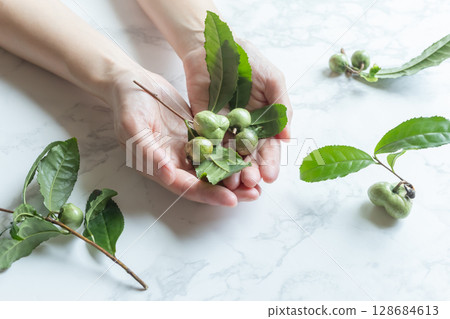 茶果，茶樹的種子 128684613