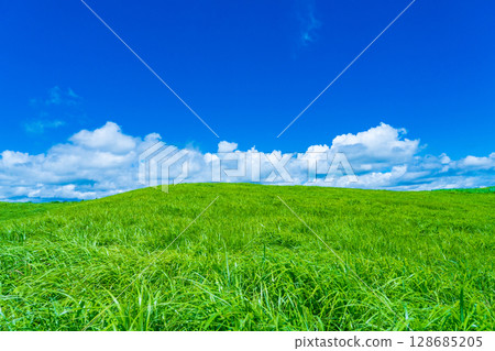 奈良縣曾爾村 曾爾高原的紫芒如毯，盛夏的藍天如畫 128685205