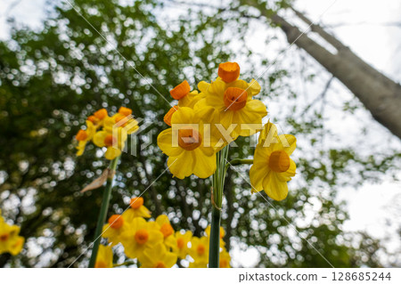 藍天下盛開的黃色和橙色水仙花 128685244